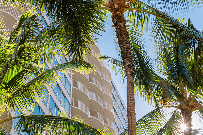 Looking up Palm Trees